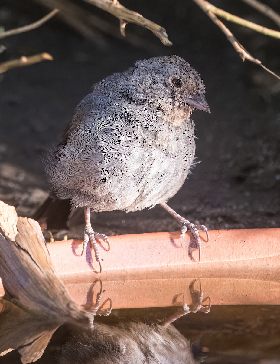 California Towhee - ML638462650