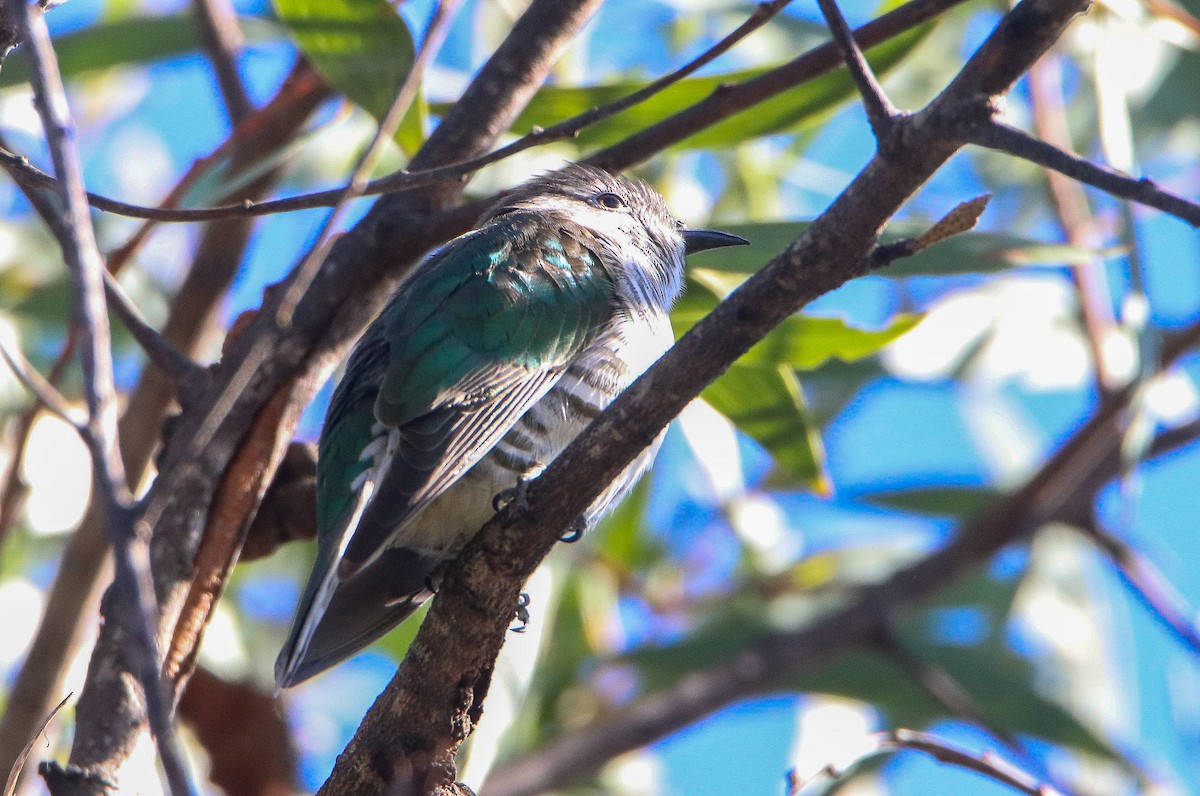 Shining Bronze-Cuckoo - ML638462667