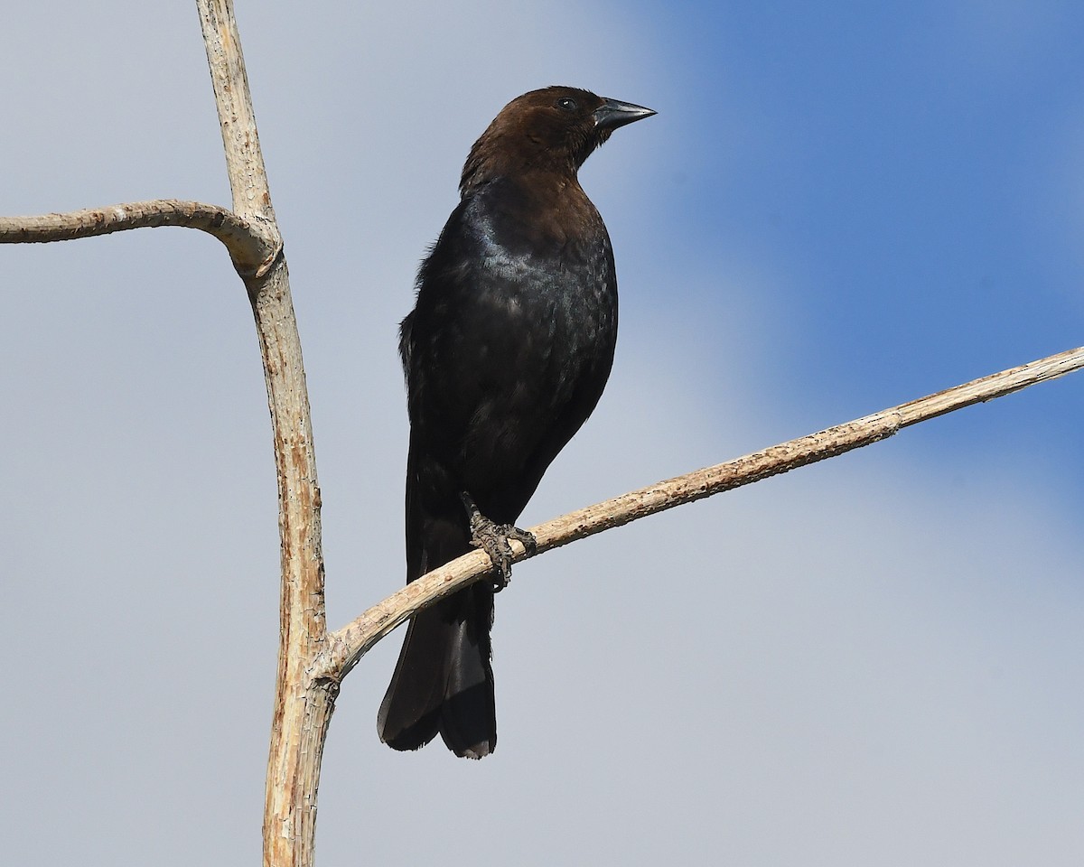 Brown-headed Cowbird - ML638462670