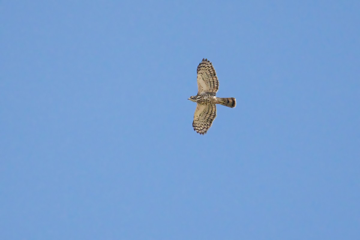 Crested Goshawk - ML638462684