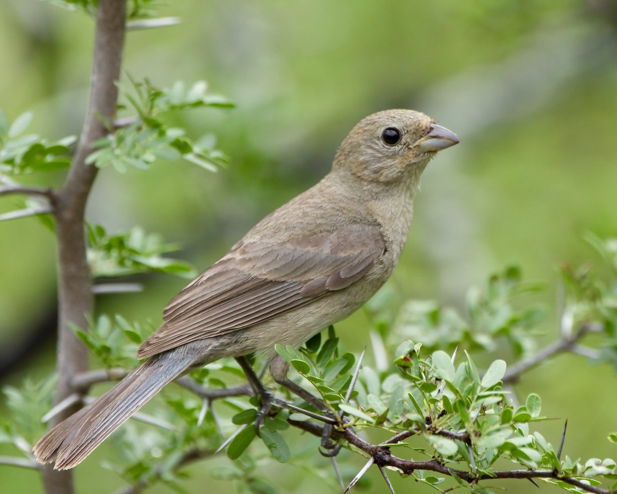 Varied Bunting - ML638462686