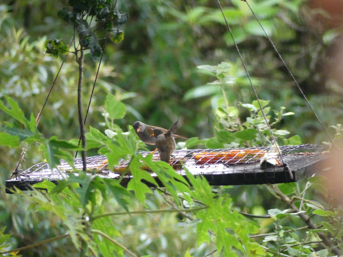 Orange-billed Nightingale-Thrush - ML638462704