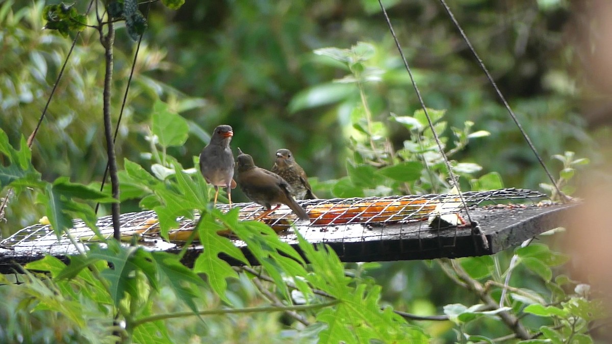 Orange-billed Nightingale-Thrush - ML638462706