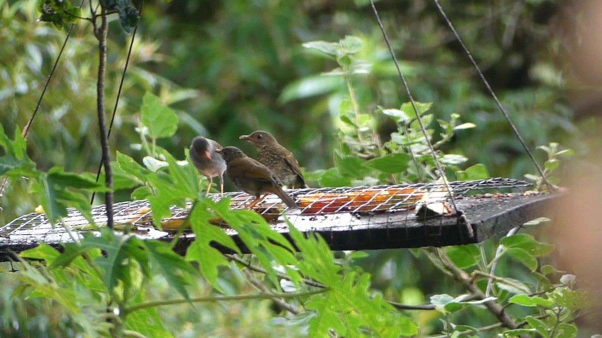 Orange-billed Nightingale-Thrush - ML638462708