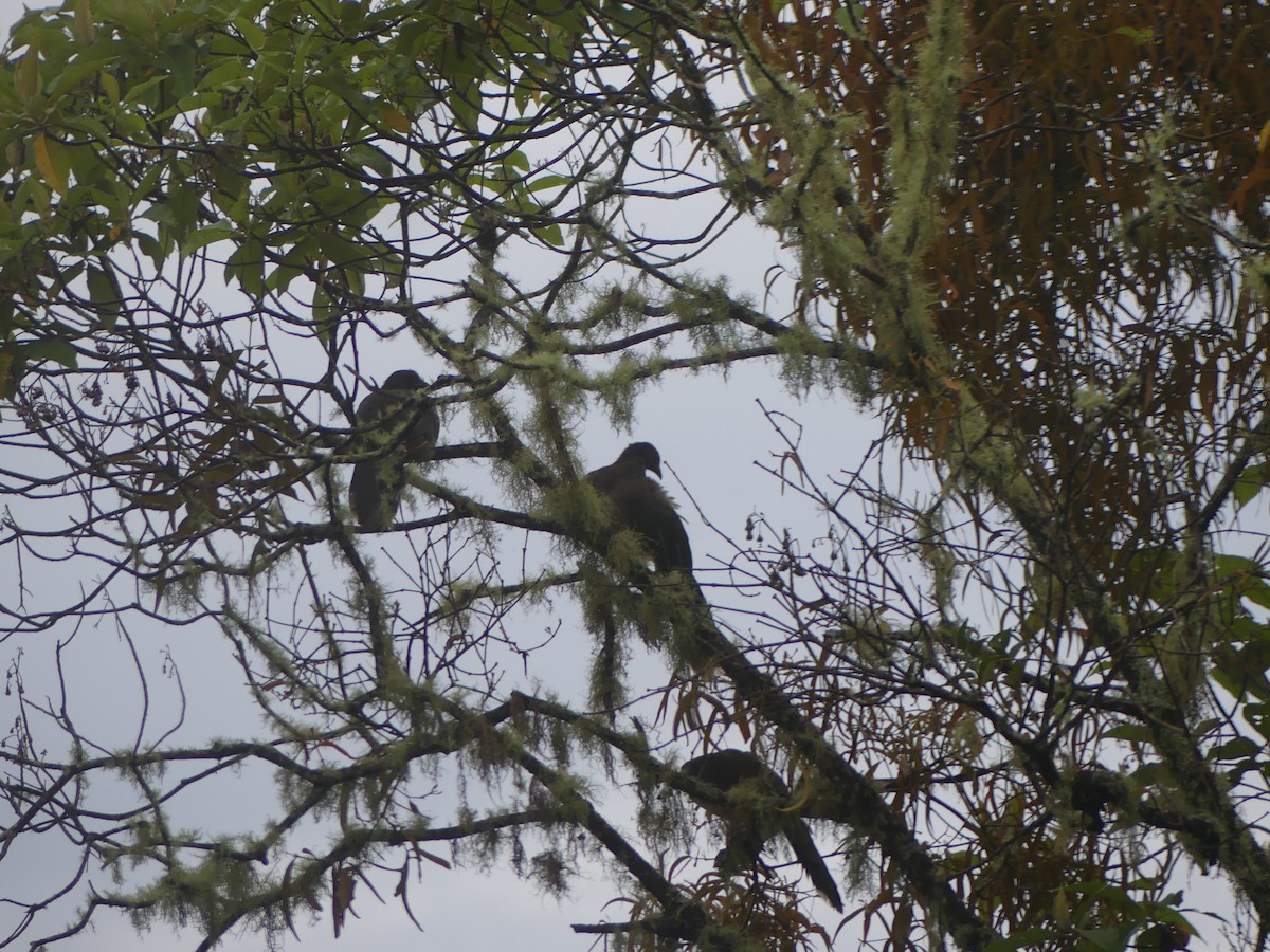 Gray-headed Chachalaca - ML638462716