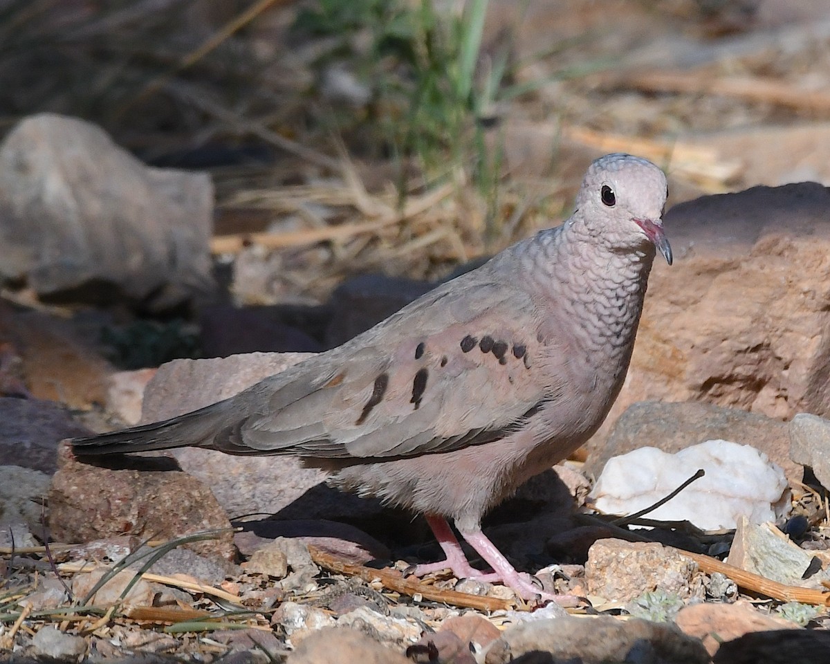 Common Ground Dove - ML638462718
