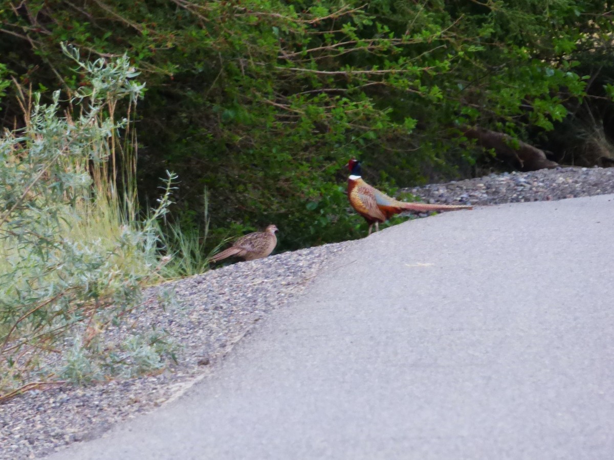 Ring-necked Pheasant - ML638462725
