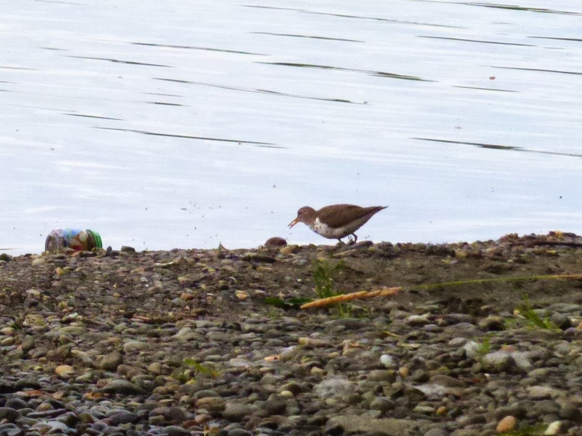 Spotted Sandpiper - ML638462734