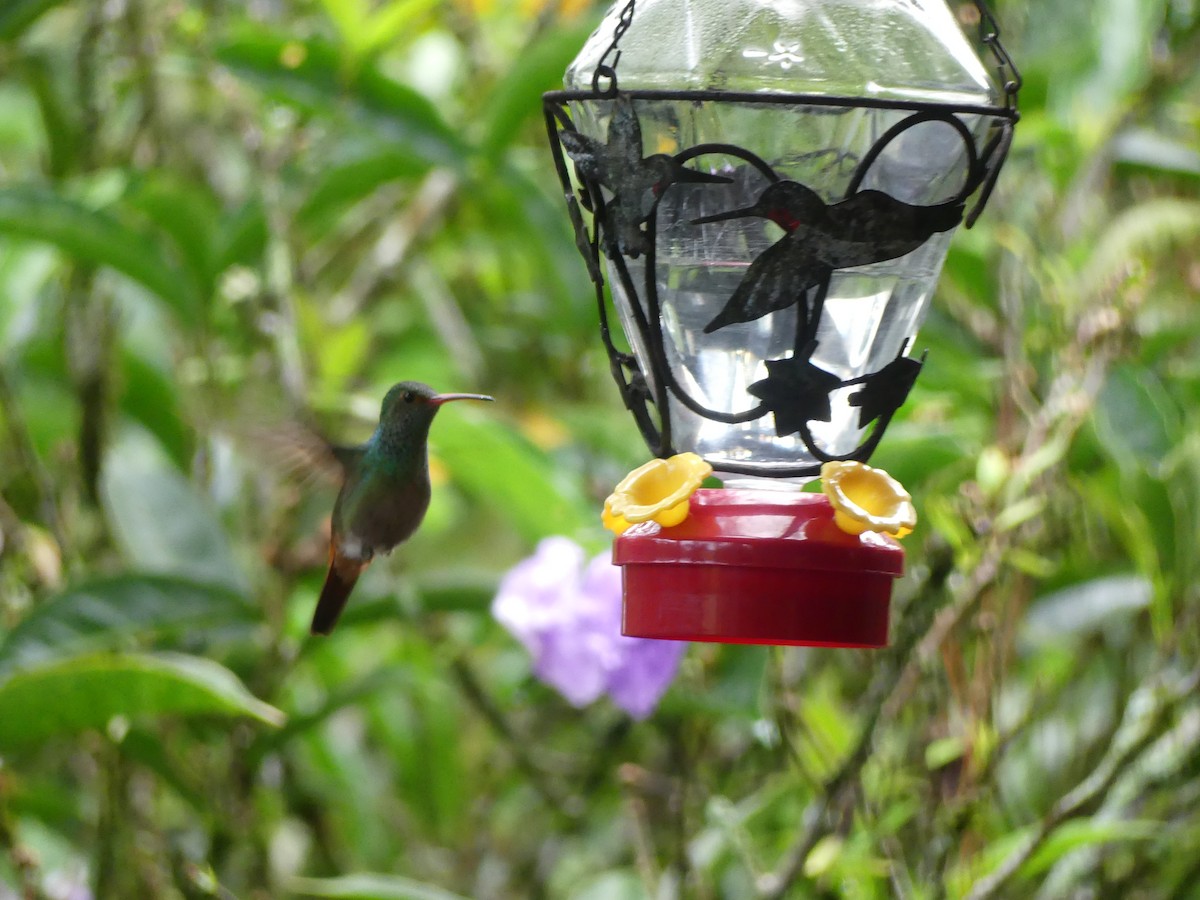 Rufous-tailed Hummingbird - ML638462758