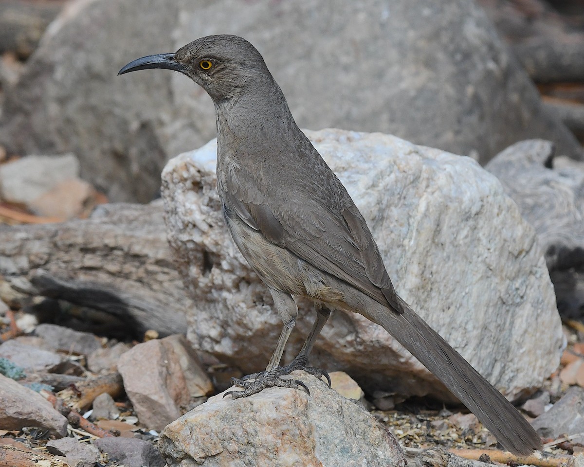 Curve-billed Thrasher - ML638462779
