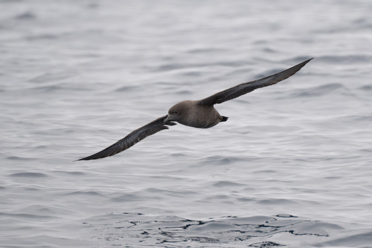 Sooty Shearwater - ML638462804