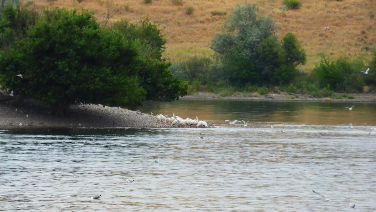 American White Pelican - ML638462808