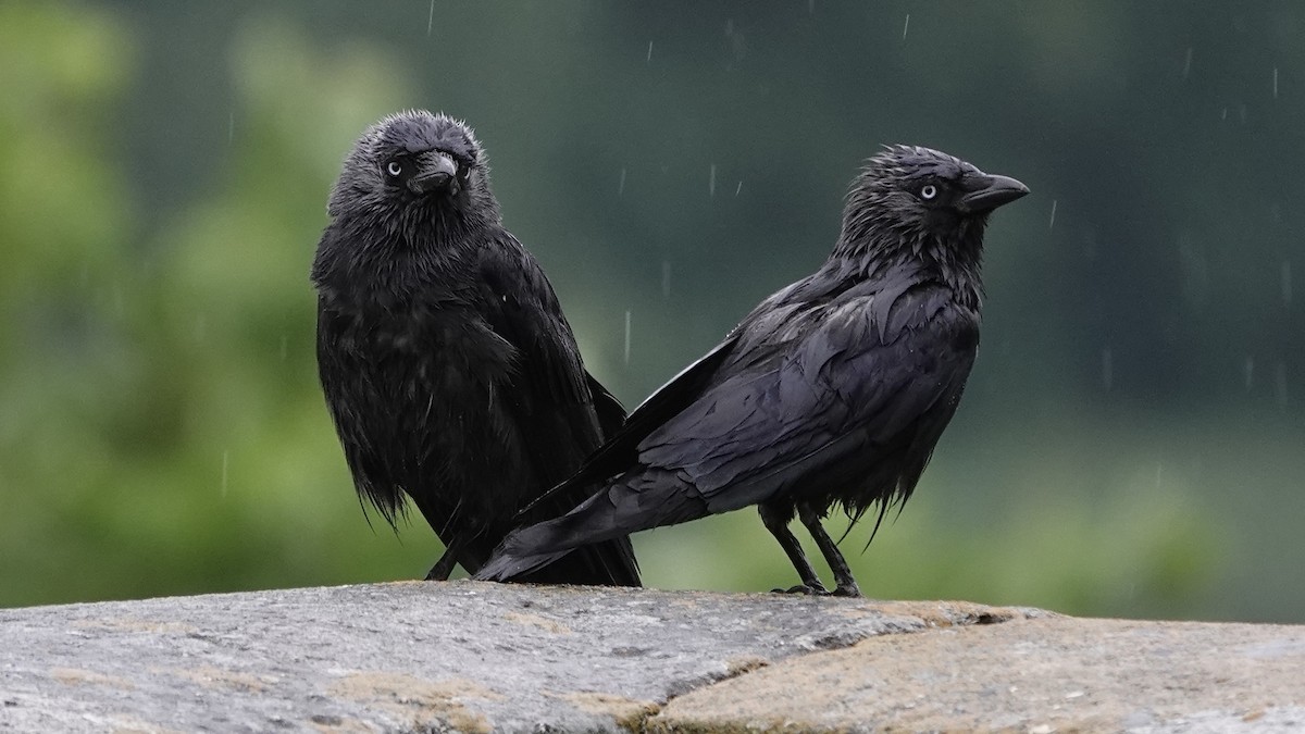 Eurasian Jackdaw - ML638462851