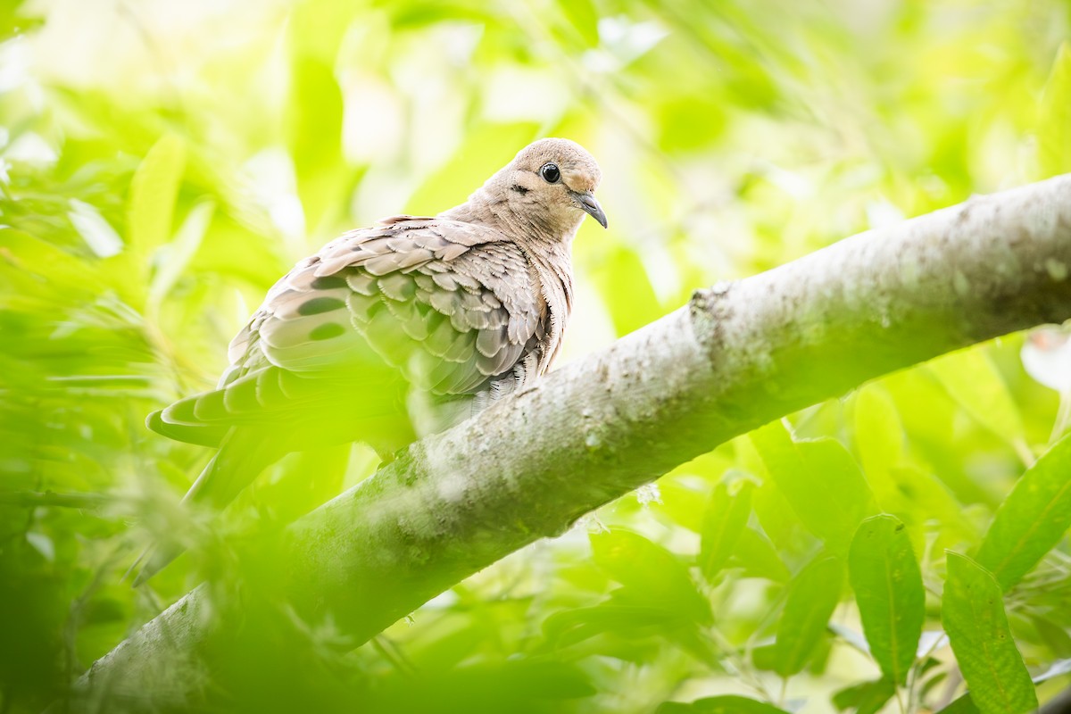 Mourning Dove - ML638462868