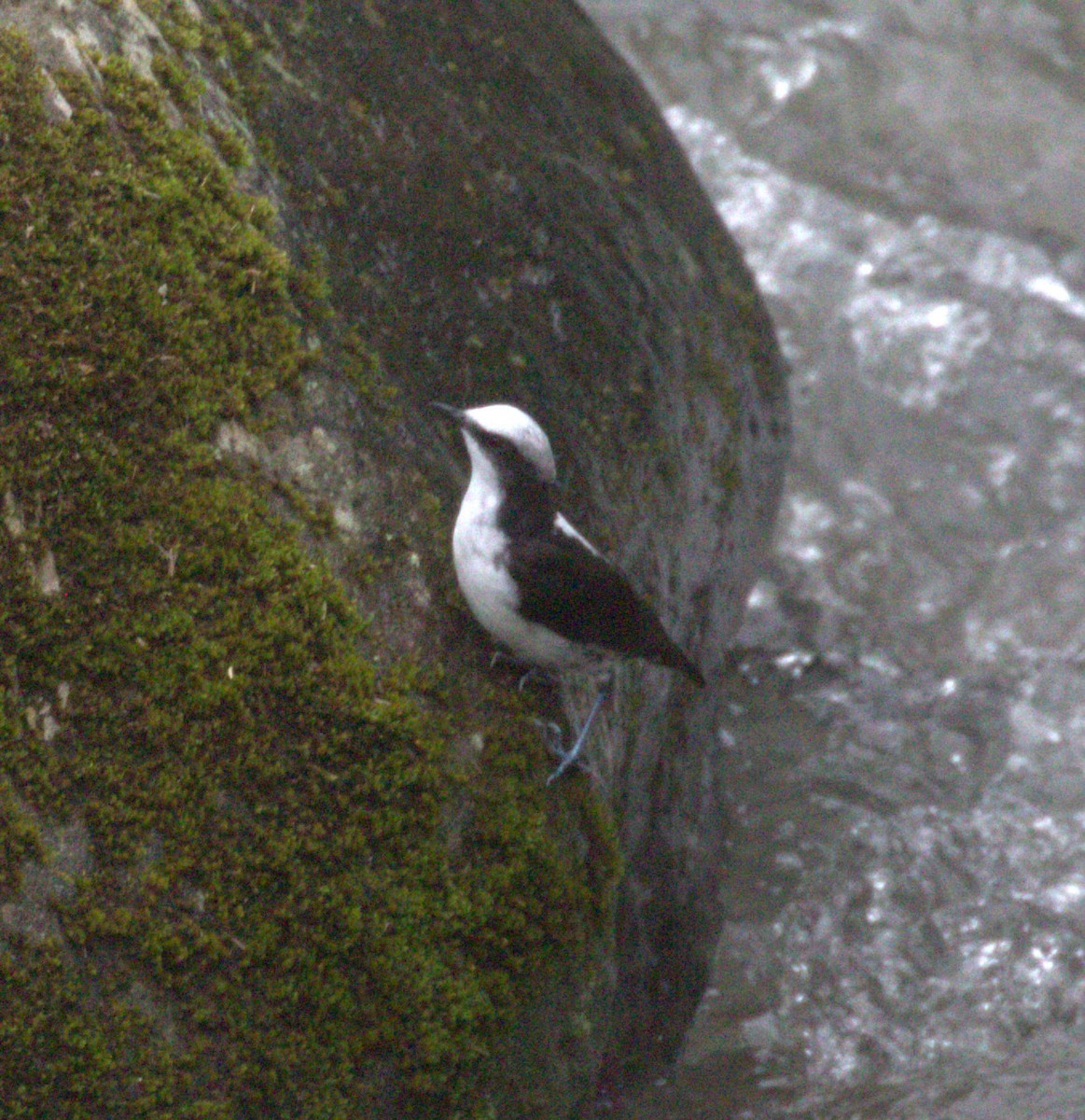 White-capped Dipper - ML638462874