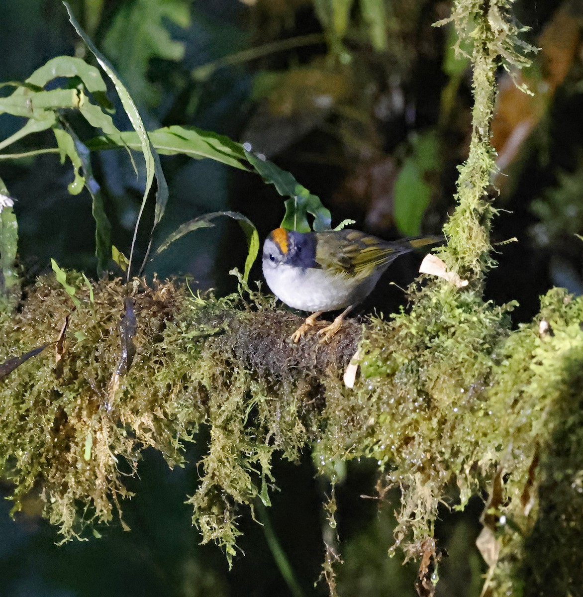 Russet-crowned Warbler - ML638462879