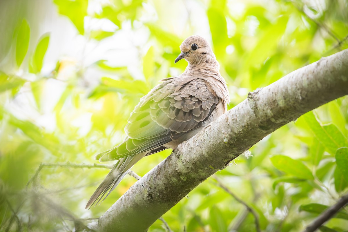 Mourning Dove - ML638462907