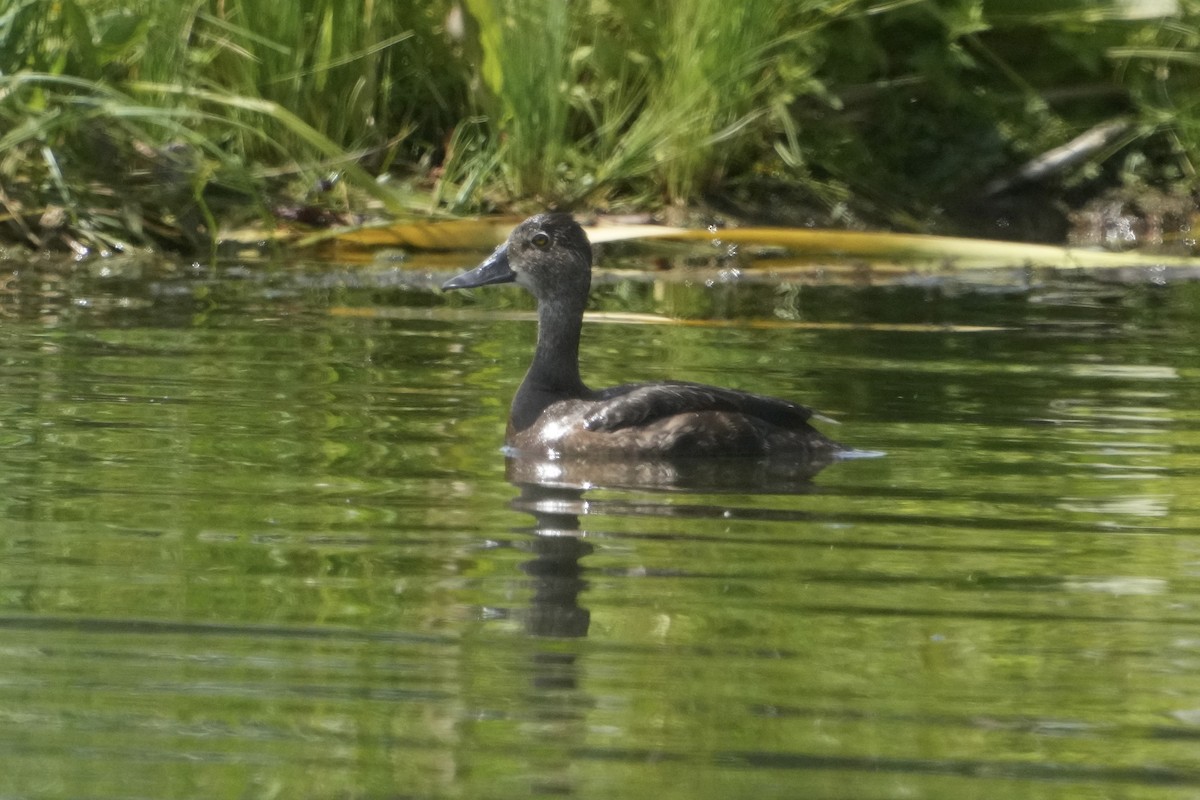 Ring-necked Duck - ML638462937