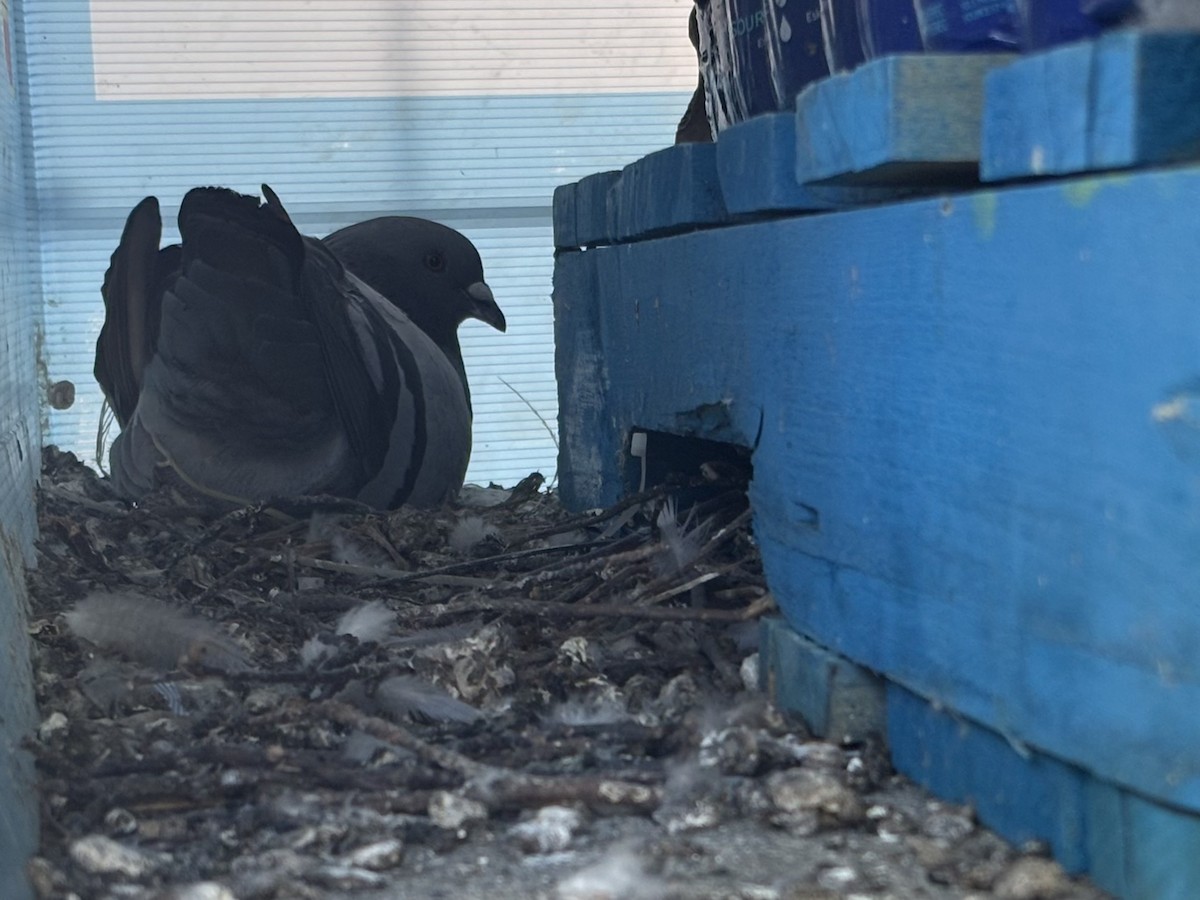 Rock Pigeon (Feral Pigeon) - ML638462984