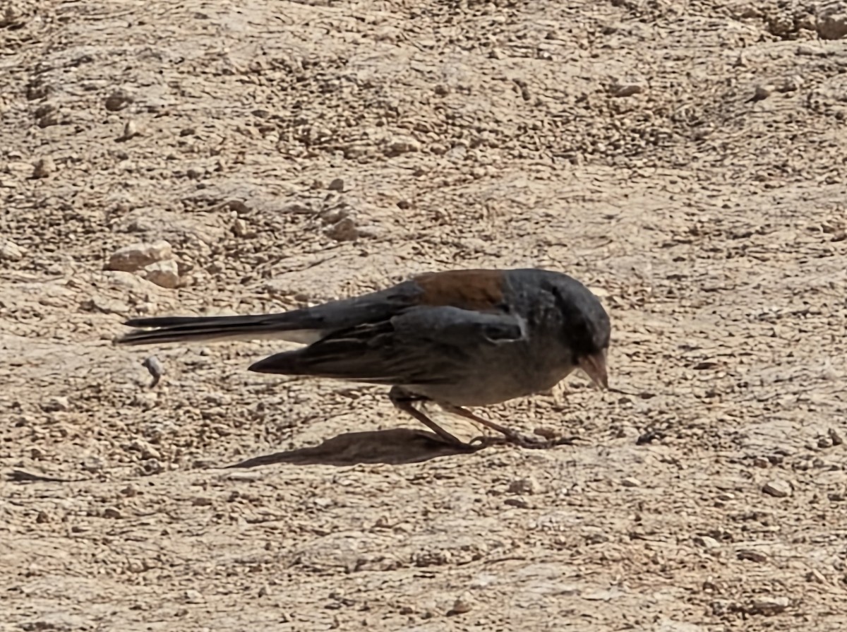 Dark-eyed Junco (Gray-headed) - ML638462991
