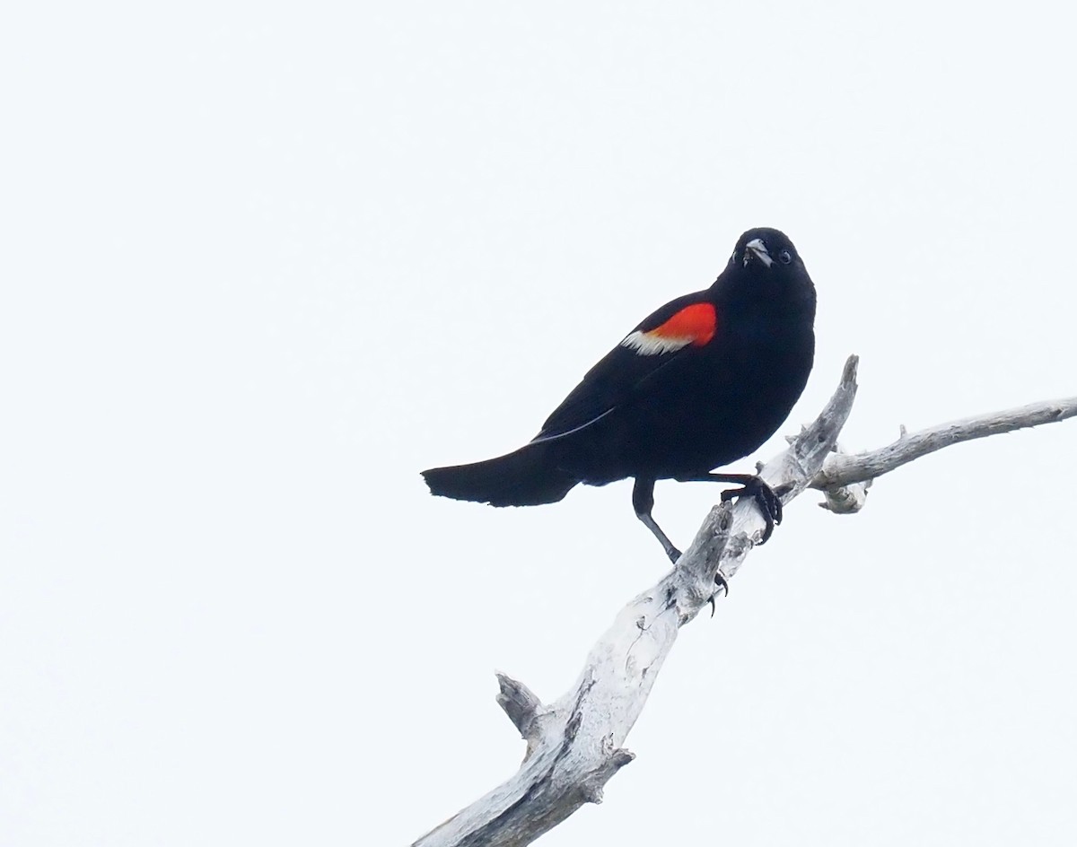 Red-winged Blackbird - ML638462994