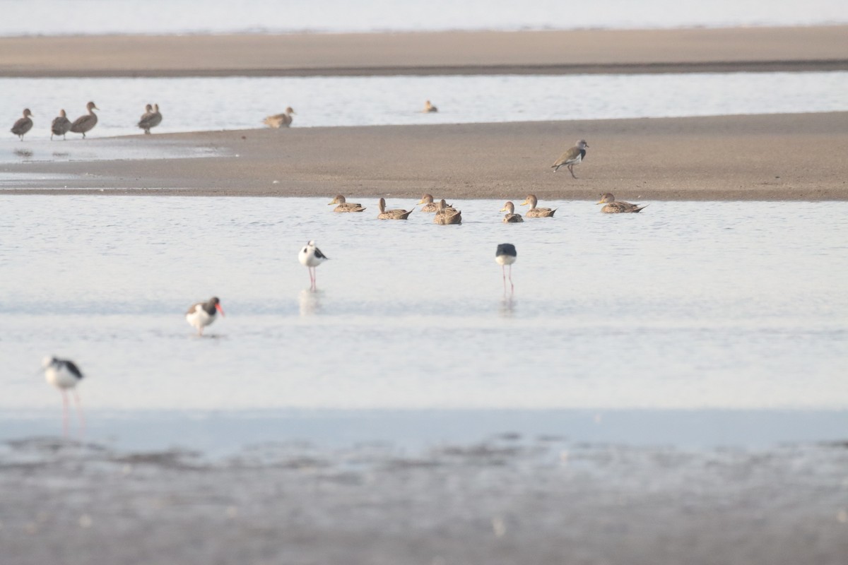 Yellow-billed Pintail - ML638462997