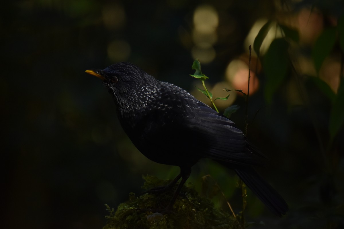 Blue Whistling-Thrush - ML638462998