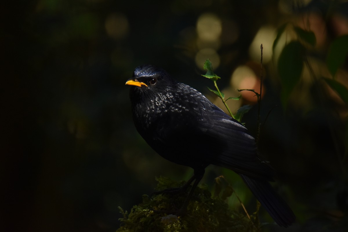 Blue Whistling-Thrush - ML638463009