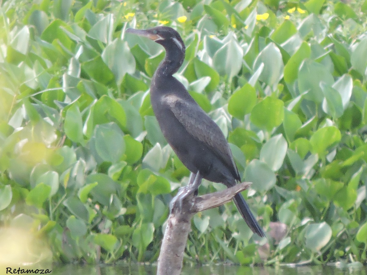 Neotropic Cormorant - ML63846301