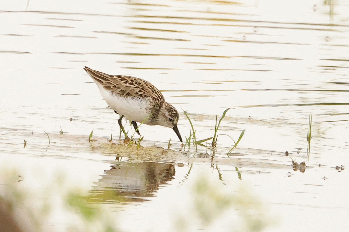 Semipalmated Sandpiper - ML638463045