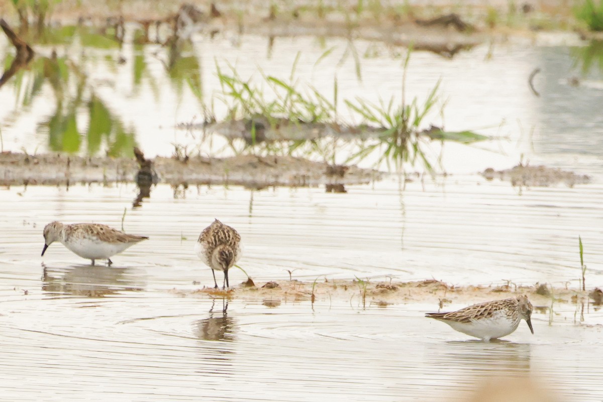 Semipalmated Sandpiper - ML638463046