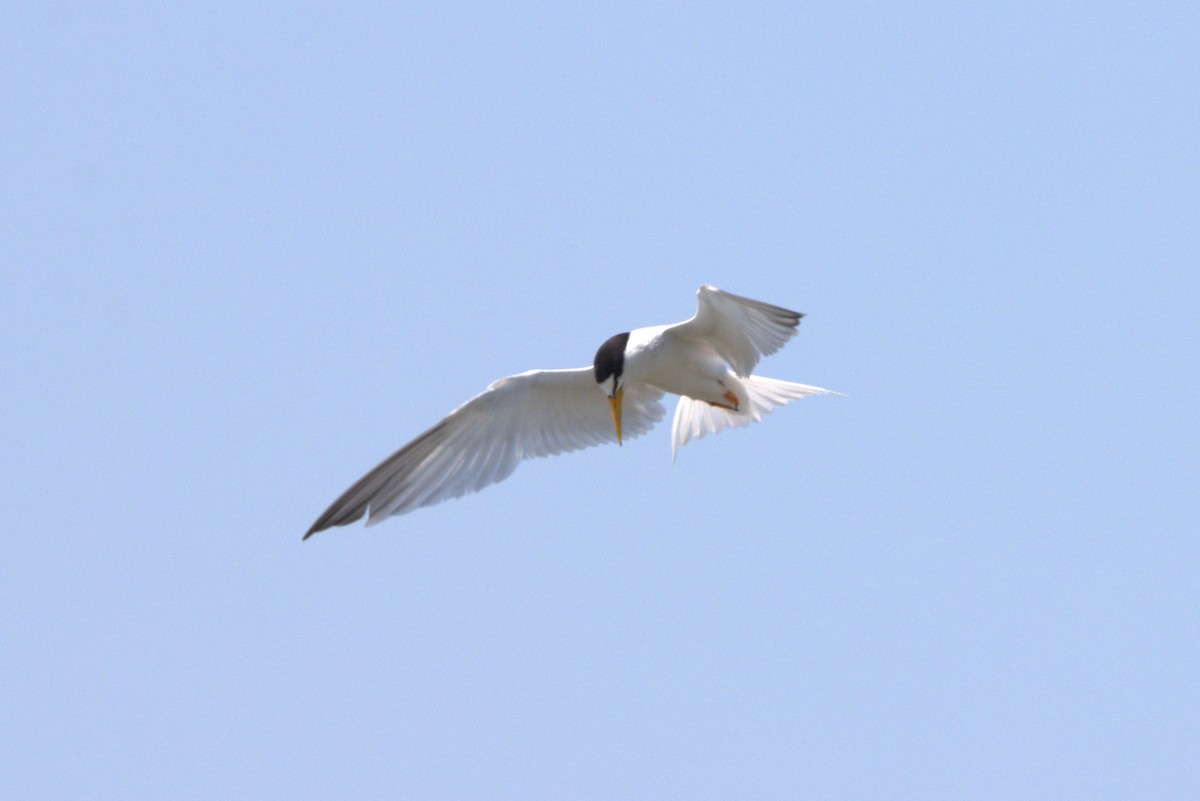 Least Tern - ML638463063