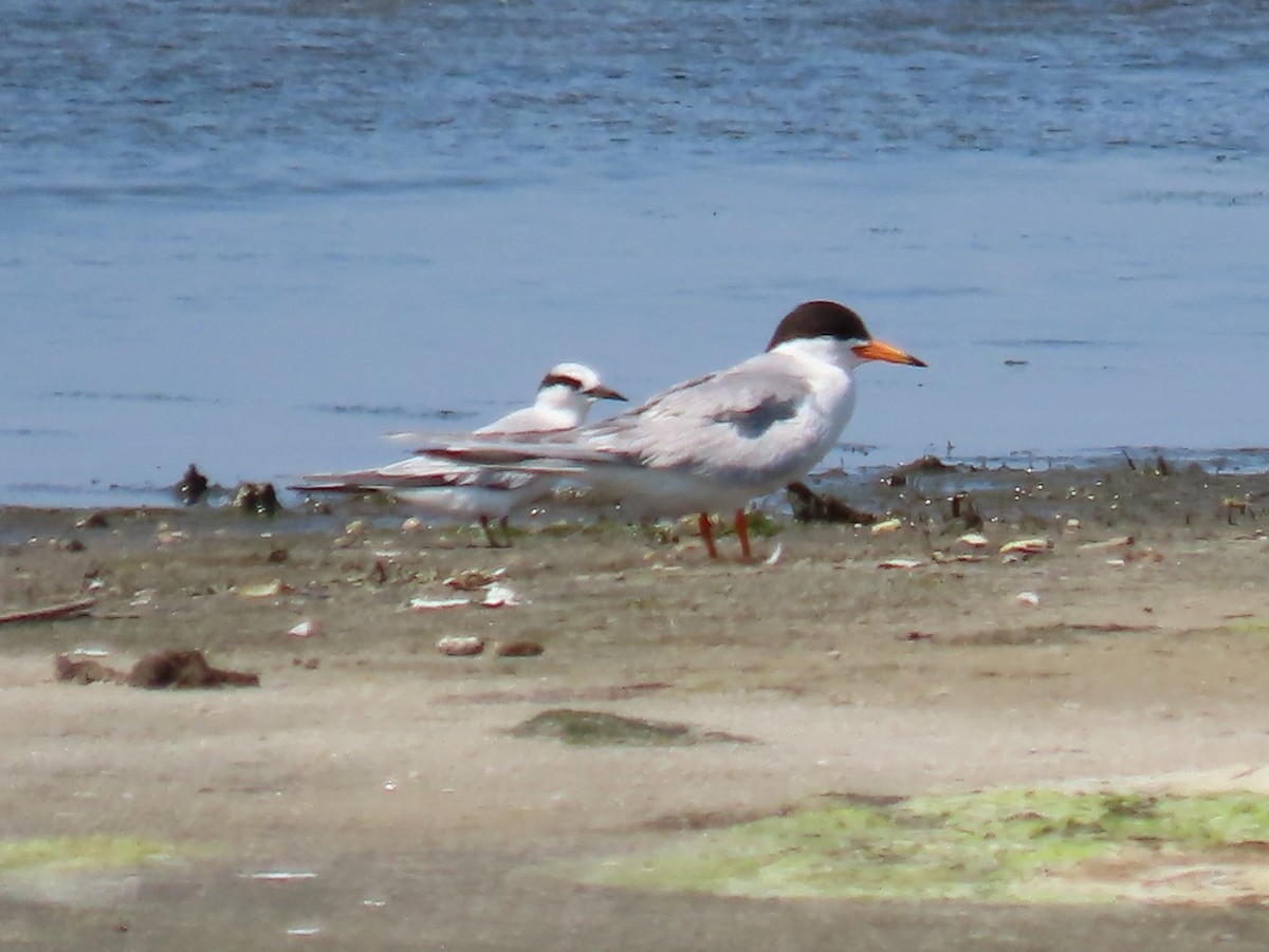 Least Tern - ML638463074