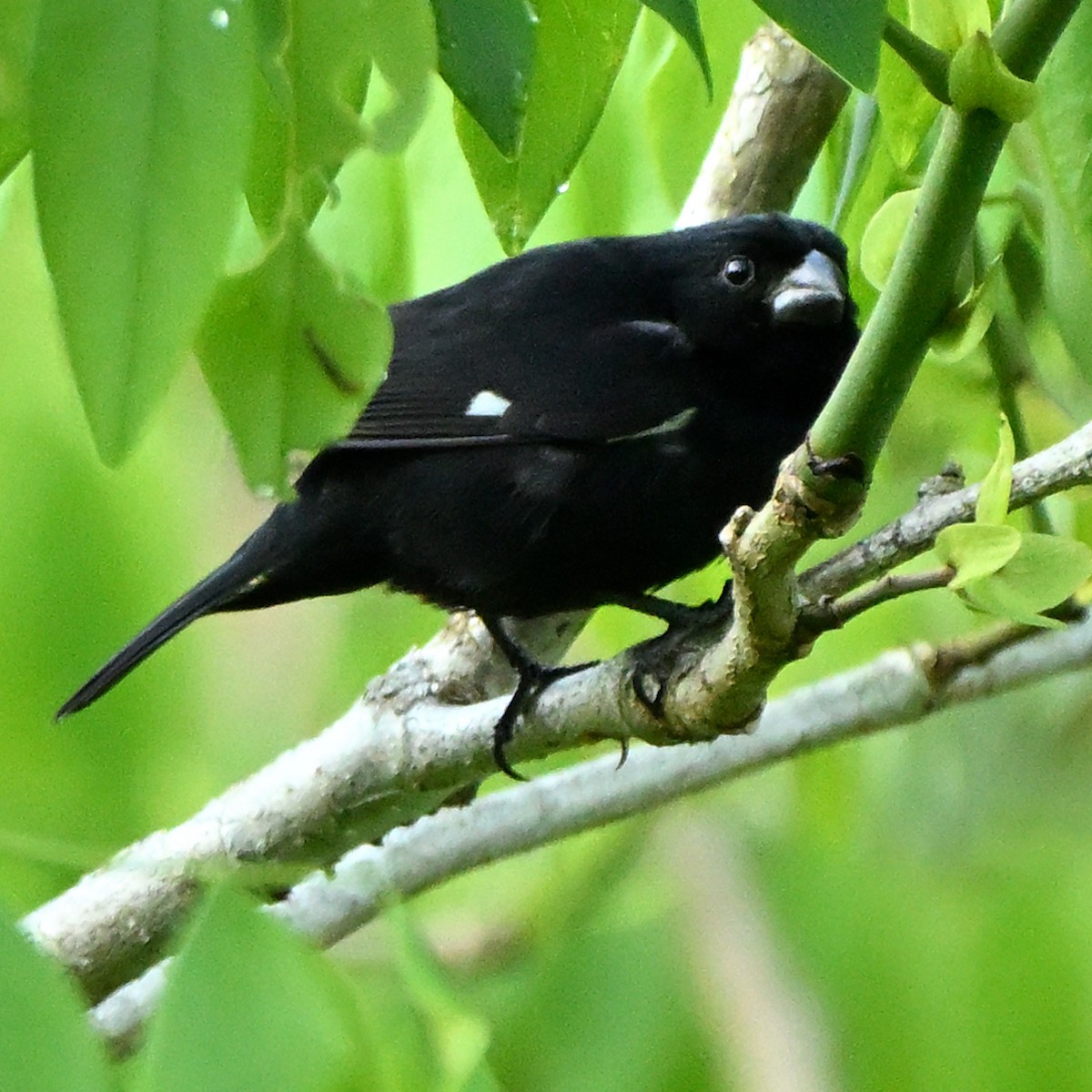 Thick-billed Seed-Finch - ML638463111
