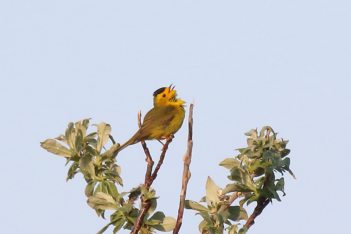 Wilson's Warbler - ML638463169