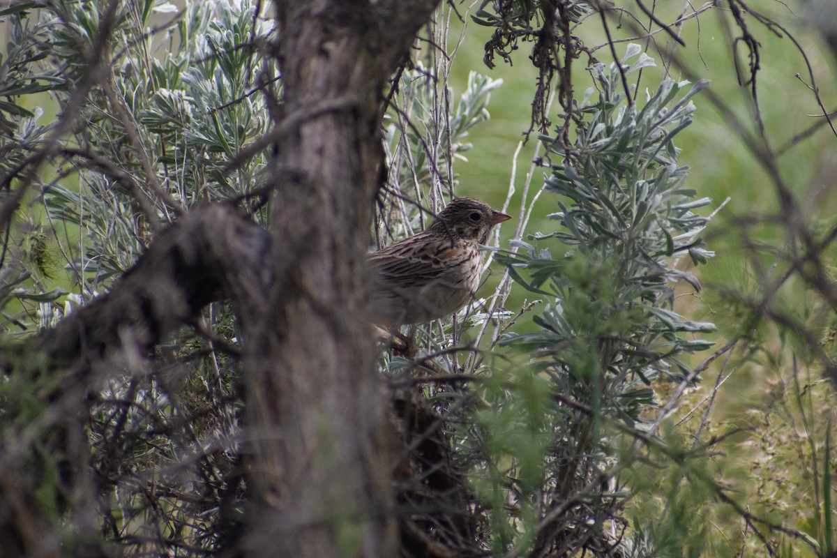 Vesper Sparrow - ML638463186