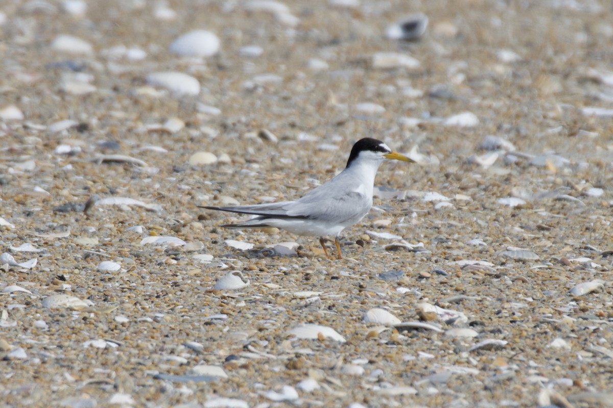 Least Tern - ML638463216