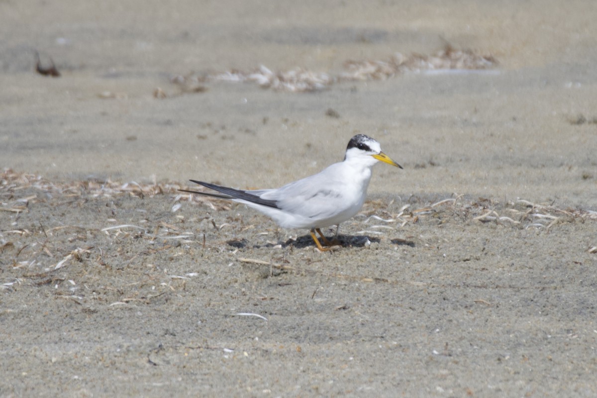 Least Tern - ML638463217