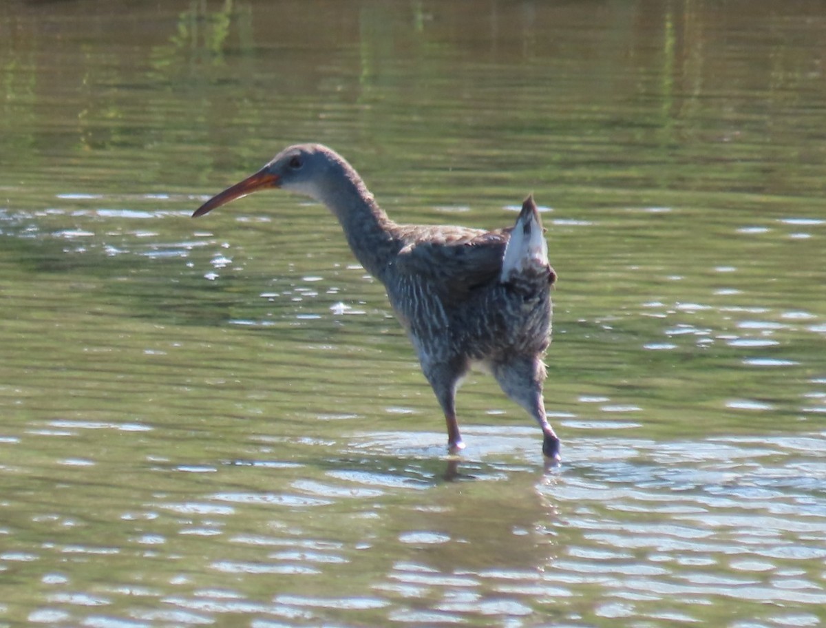 Clapper Rail - ML638463219