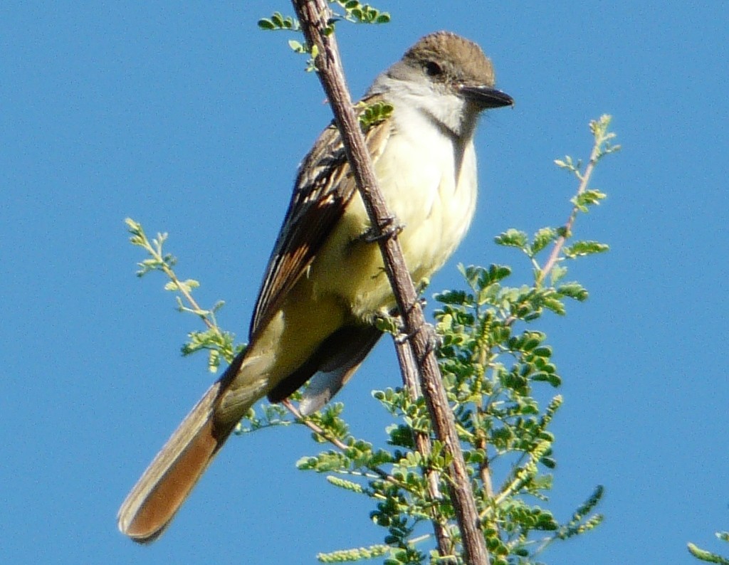Brown-crested Flycatcher - ML638463229