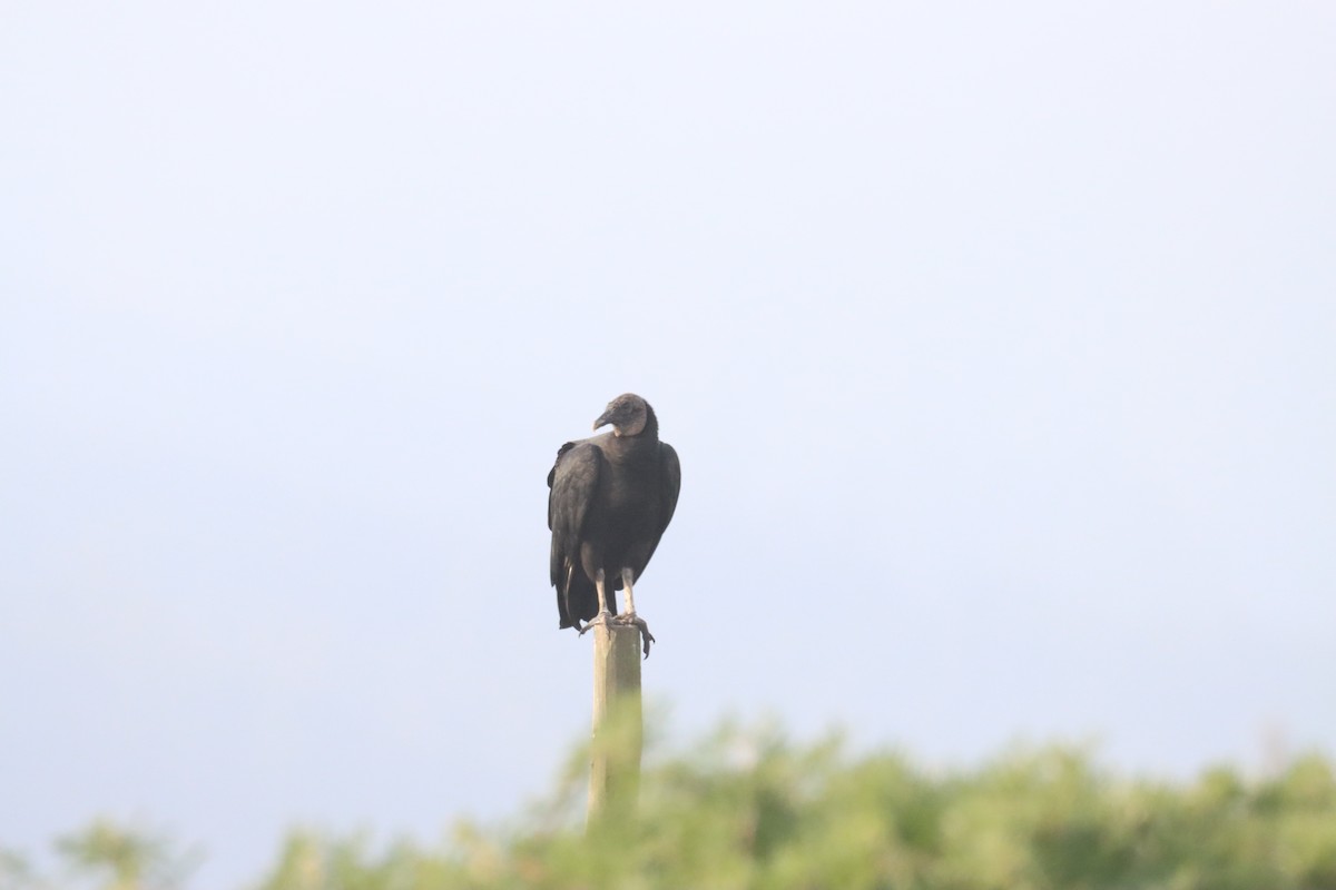Black Vulture - ML638463283