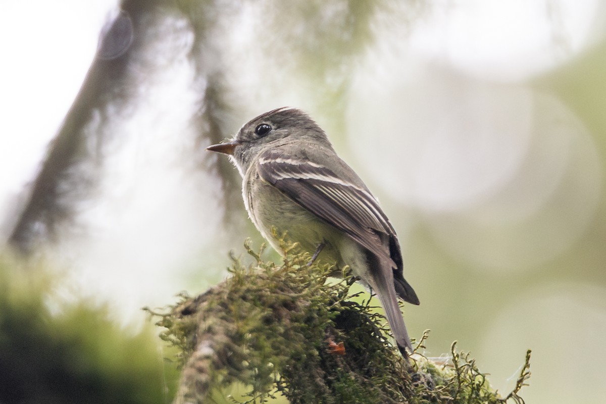 granempid - ML638463292