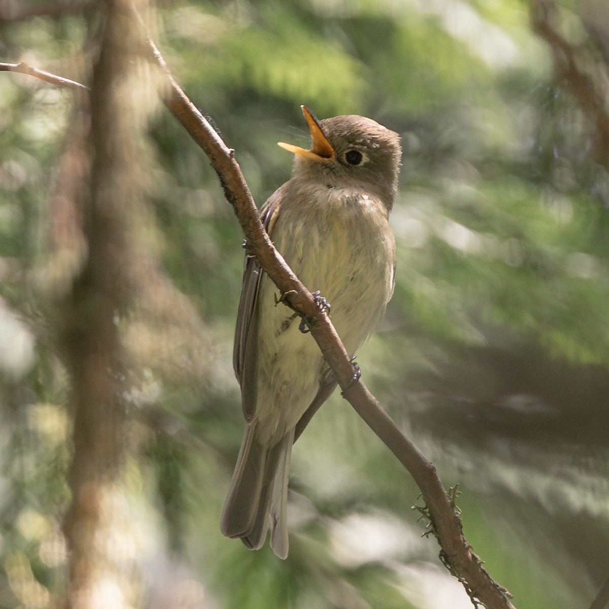 vestempid - ML638463296