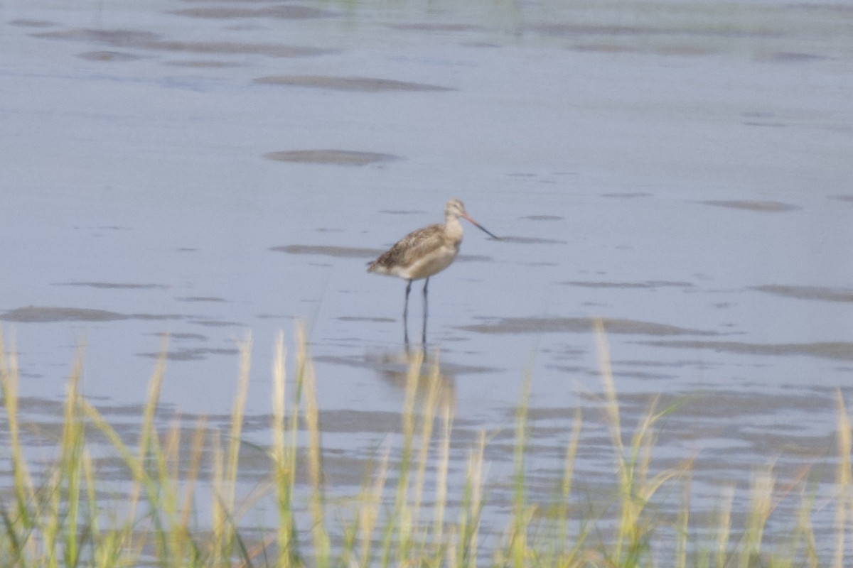 Marbled Godwit - ML638463311