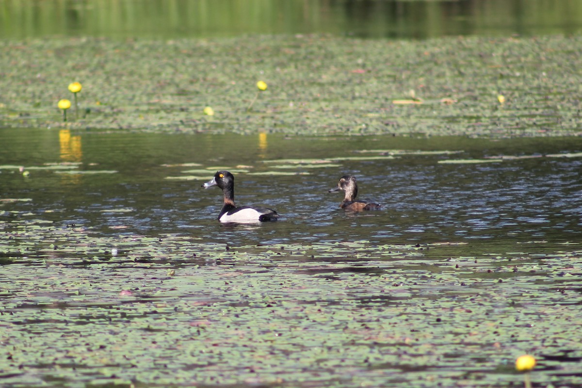 Ring-necked Duck - ML638463324