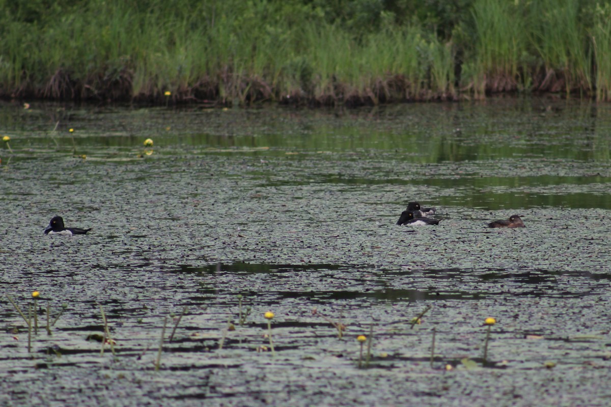 Ring-necked Duck - ML638463332