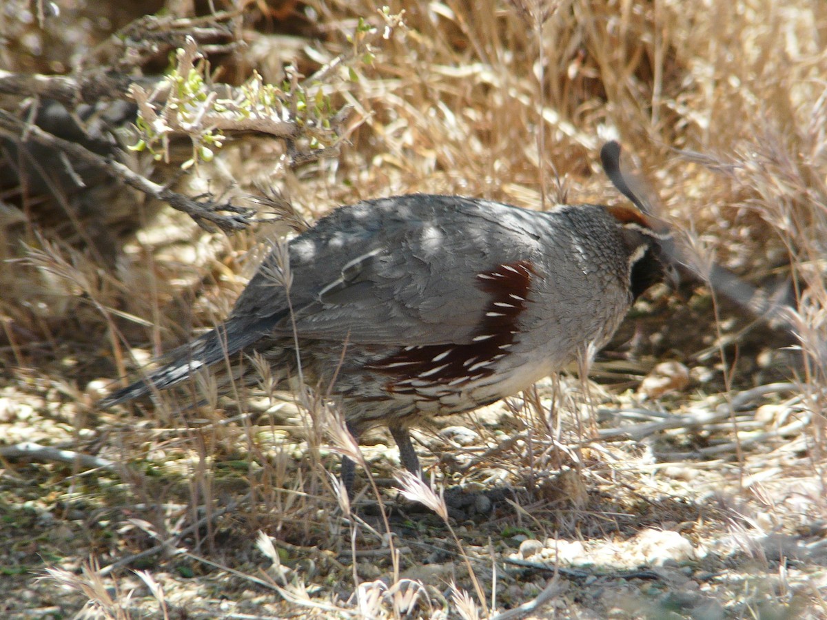 Gambel's Quail - ML638463352