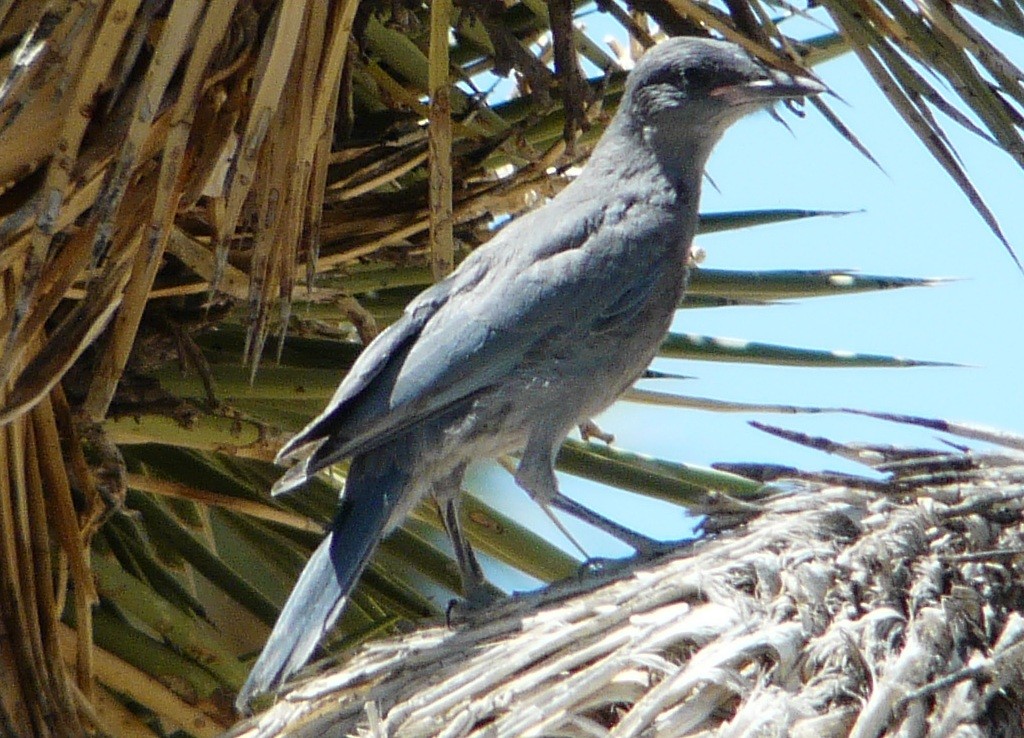 Pinyon Jay - ML638463356