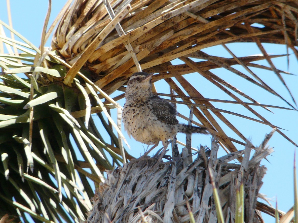 Cactus Wren - ML638463360