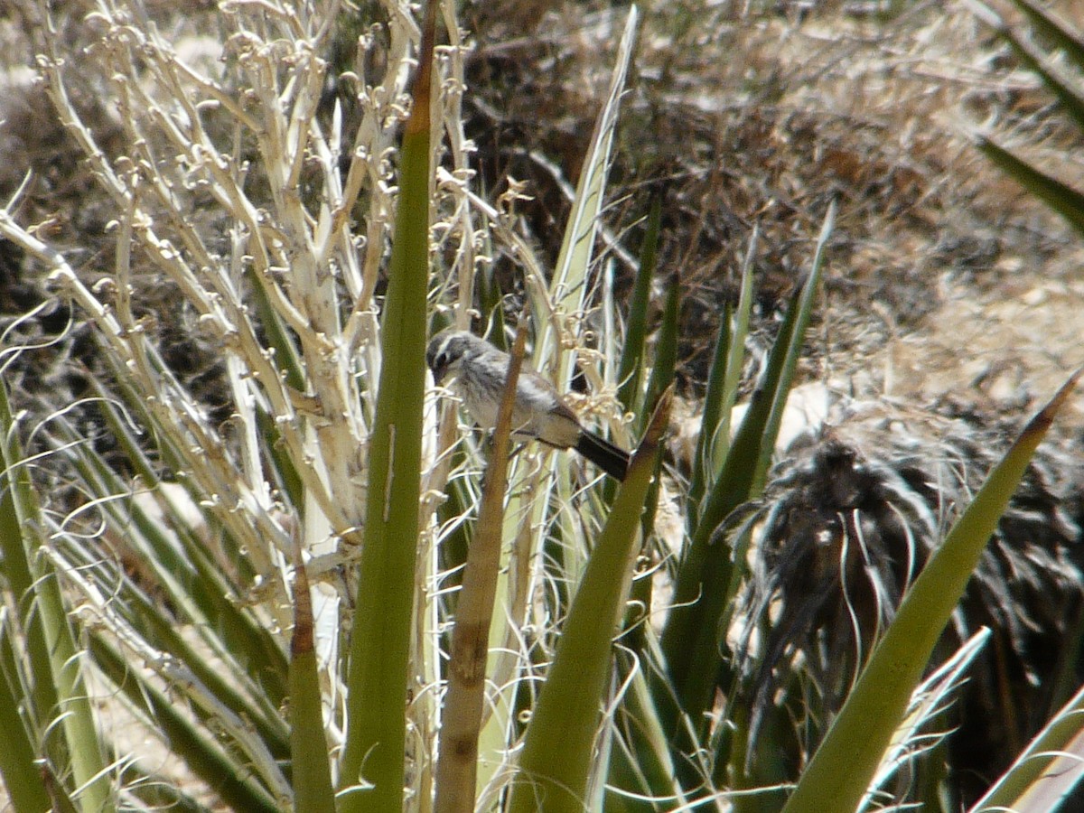 Black-throated Sparrow - ML638463365